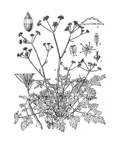 Natural compounds from  Chuanminshen violaceum